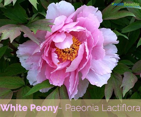 Peony Magic: Unleashing the Potential of this Ancient Herbal Supplement